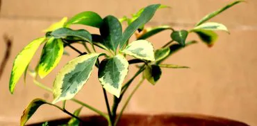 Schefflera