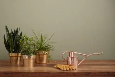 Tips For Budding Gardeners