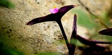 Wandering Jew