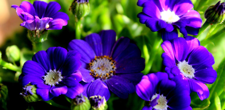 Cineraria Blue