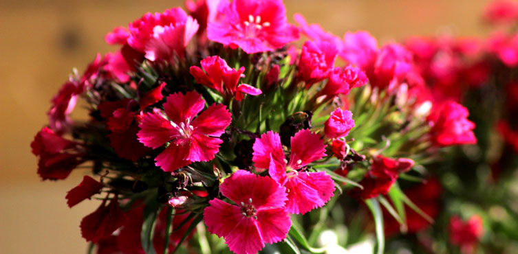 Dianthus Barbatus (Sweet William) Pink