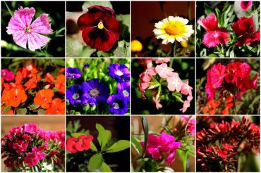 Flower Plants That You Should Get Home This Winter