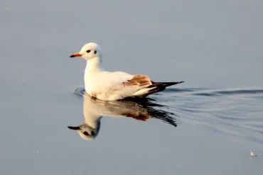 Black-Headed Gull