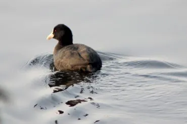 Common Coot