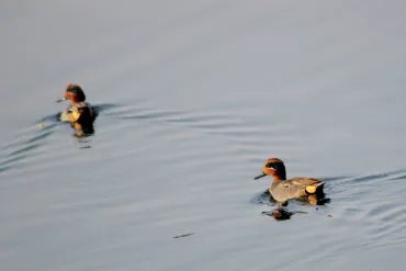 Common Teal