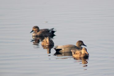 Gadwall (Two Couples)