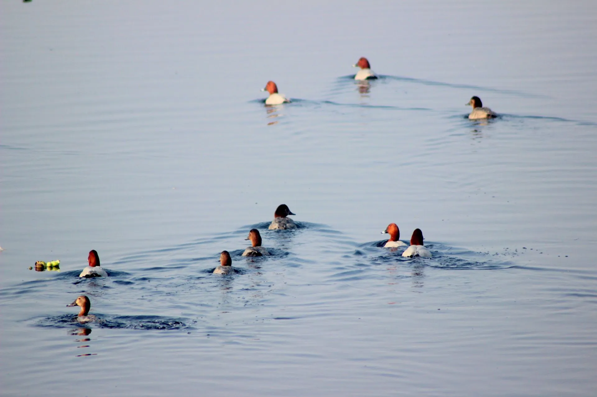 19. Common Pochard Both Male And Female