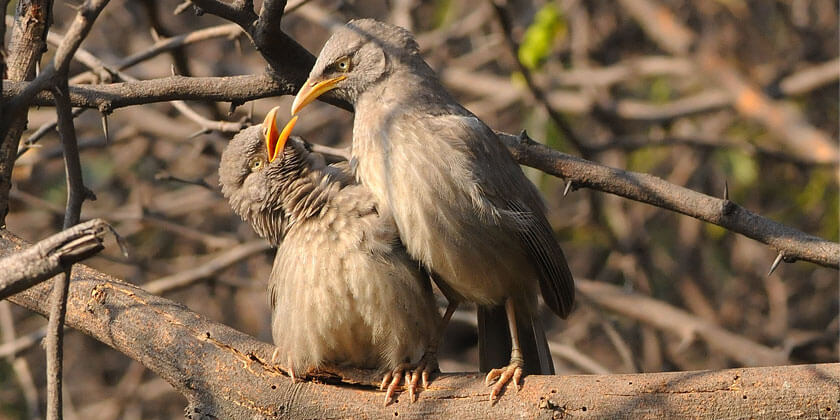 Aravalli Biodiversity Park In New Delhi