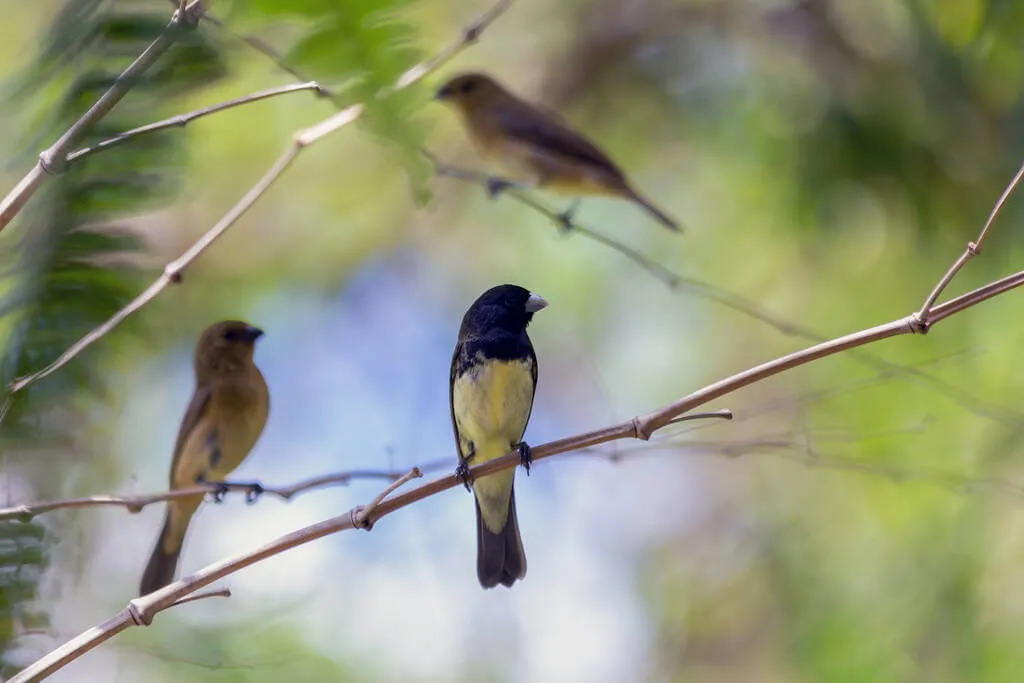 Kamla Nehru Biodiversity Park - New Delhi