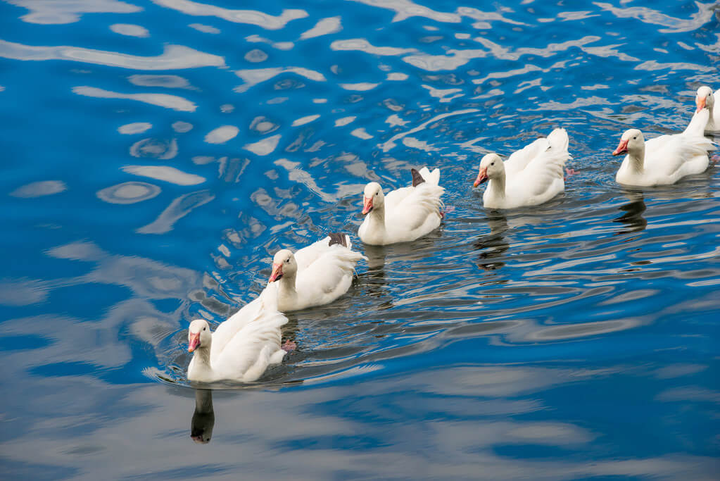 Najafgarh Jheel Bird Sanctuary In Delhi Ncr