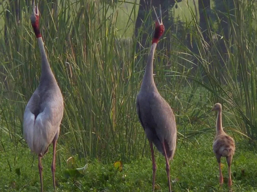 Surajpur Bird Sanctuary In Delhi Ncr