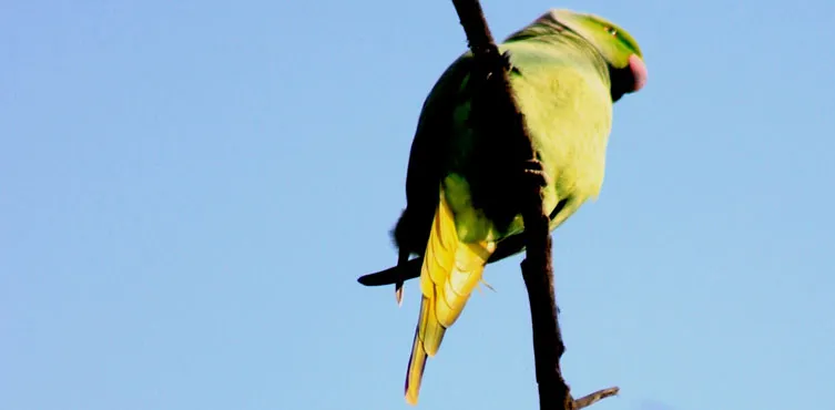 Asola Bhatti Wildlife Sanctuary