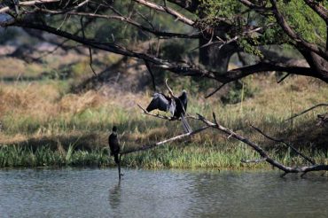 Bharatpur Bird Sanctuary