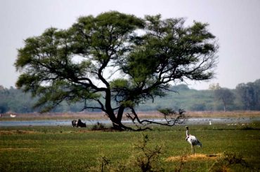 Bird Sanctuaries In Delhi Ncr