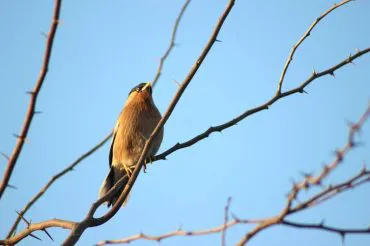 Brahminy Starling