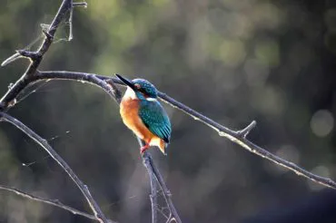 Common Kingfisher