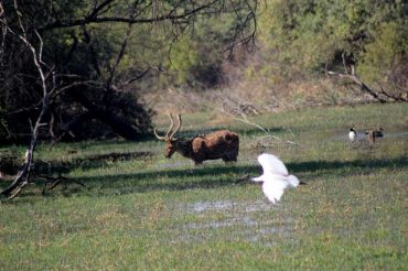 Deer With Black Headed Ibis