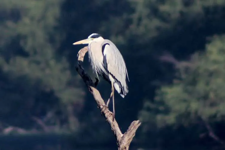 Grey Heron