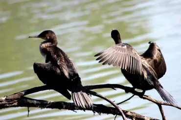 Indian Cormorant