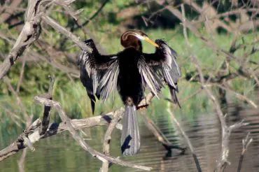 Indian Darter