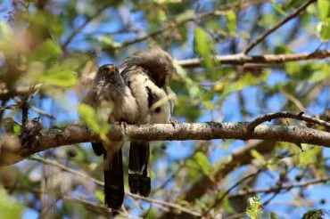 Jungle Babbler