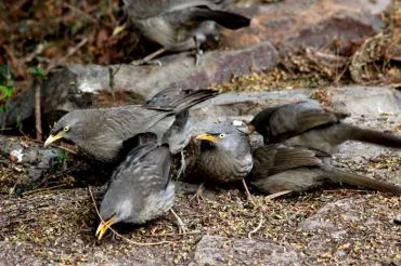 Jungle Babblers