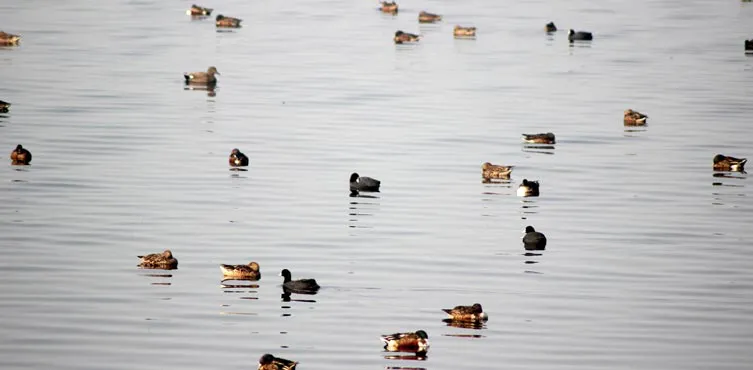 Okhla Bird Sanctuary