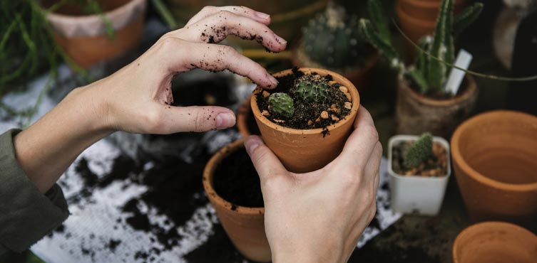 Start Gardening As A Hobby