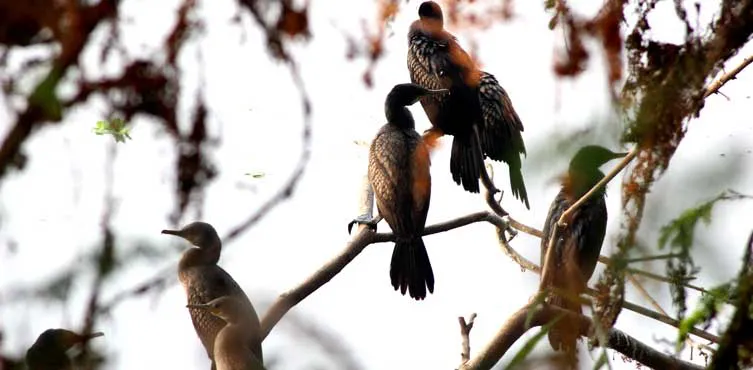 Sultanpur Bird Sanctuary