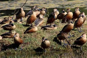 Whistling Ducks