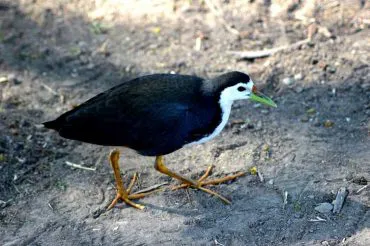 White-Breasted Waterhen