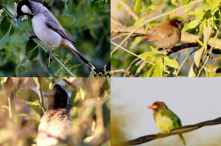 White-Eared Bulbul, Indian Robin (Female), Brown-Headed Barbet, And Red Vented Bulbul (Clockwise From Top Left)