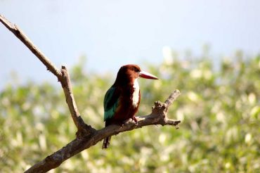 White-Throated Kingfisher