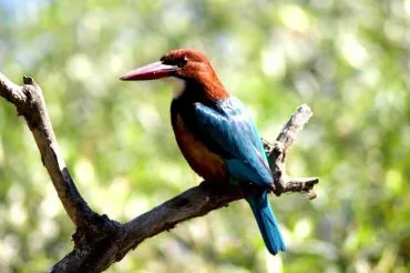 White Throated Kingfisher