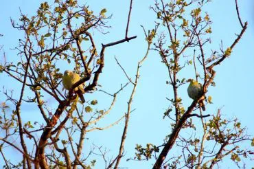 Yellow Footed Green Pigeon