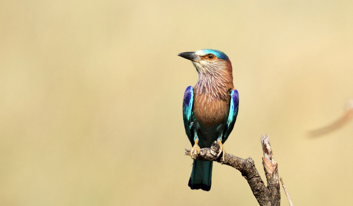 Pangot And Kilbury Bird Sanctuary, Nainital