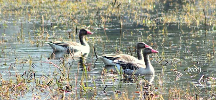 Greylag Goose At Bhindawas Bird Sanctuary