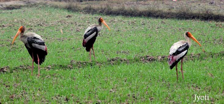 Painted Storks