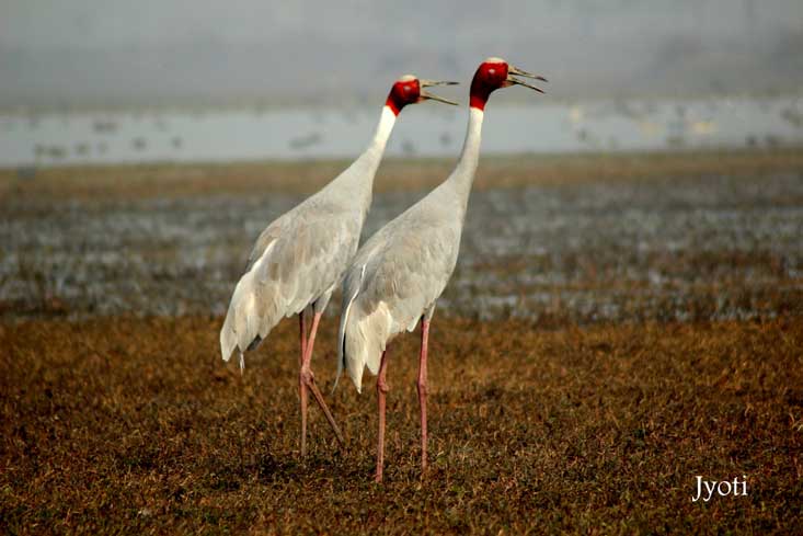 Sarus Crane