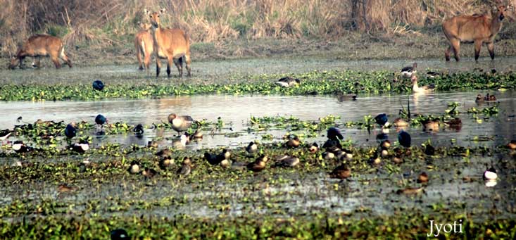 Surajpur Bird Sanctuary