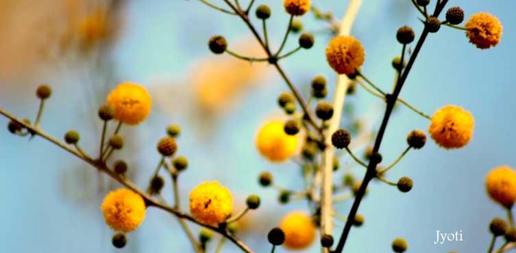 Acacia Nilotika Babul