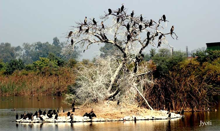 Cormorants