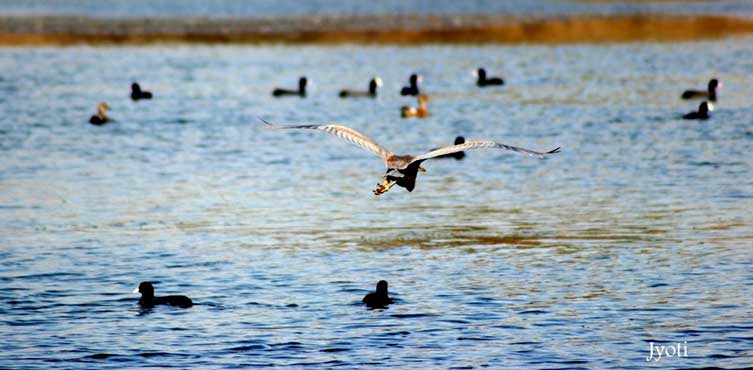 Purple Heron, Gadwall And Common Coots