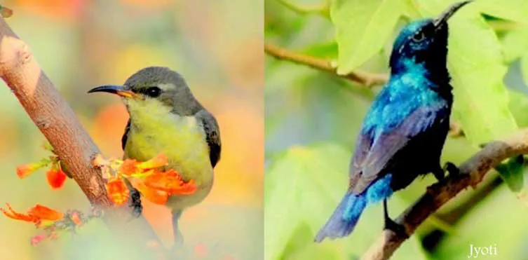 Purple Sun Bird (Female And Male)