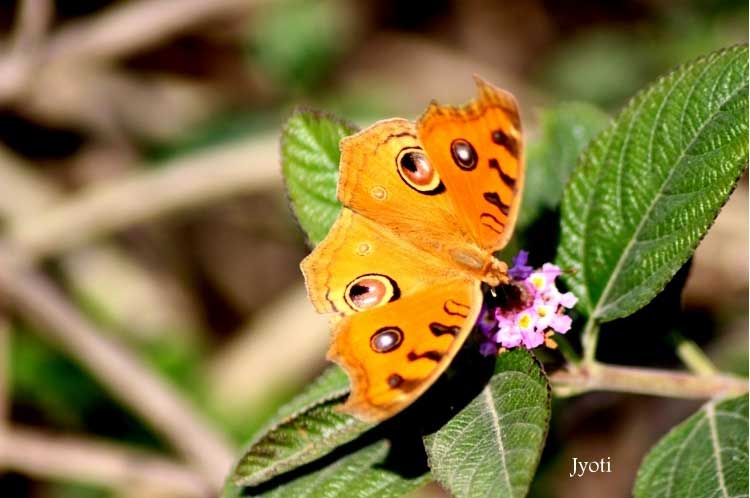 Yamuna Biodiversity Park