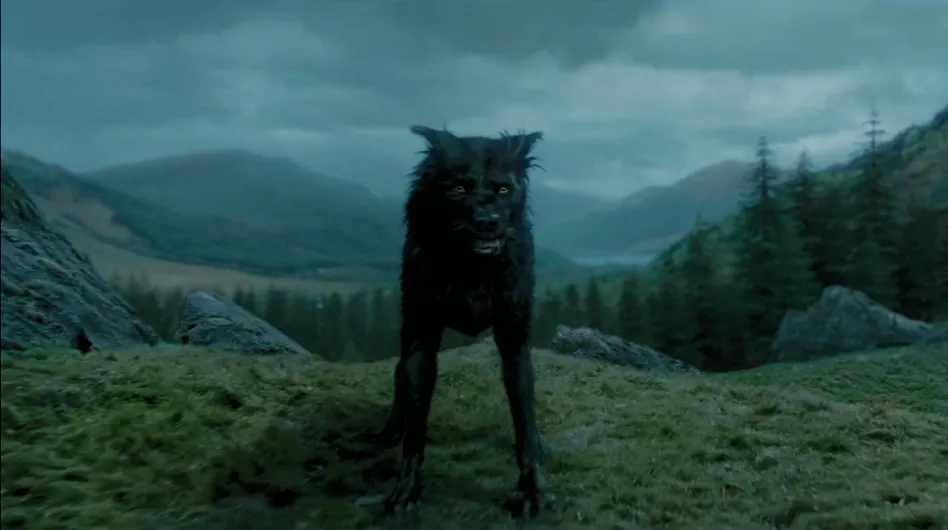 Why Sirius Black Dog Is Named Padfoot